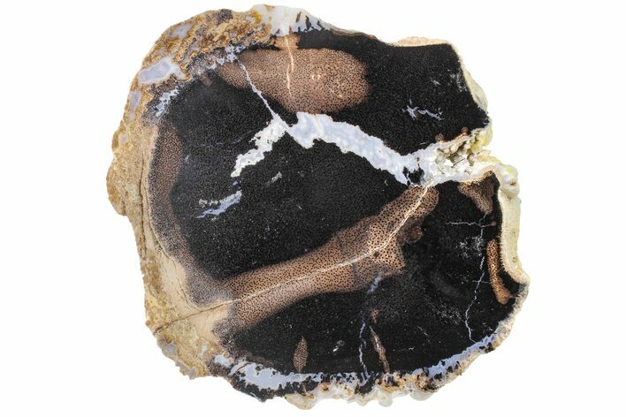Polished Petrified Wood (Palm) Section - Wyoming #163646